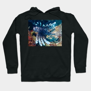 Caribbean Lion Fish at Night Hoodie